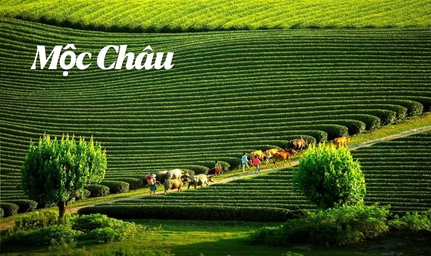 Mộc Châu - Tỉnh Sơn La là điểm đến lý tưởng dịp 30/4