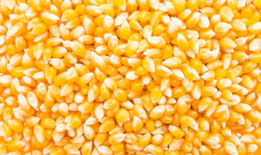 Hạt bắp mang ý nghĩa phong thủy tốt được dùng để cúng Thần Tài