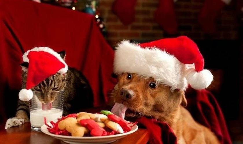 Chú chó đội mũ Noel