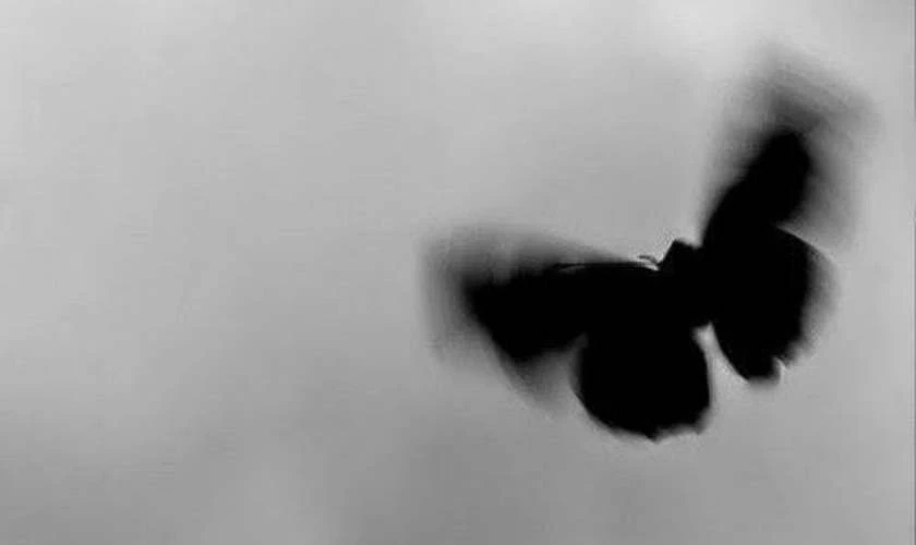 Hình cánh bướm đen, ngầu chất