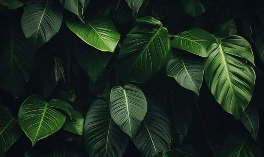 Ảnh nền cây lá đơn giản