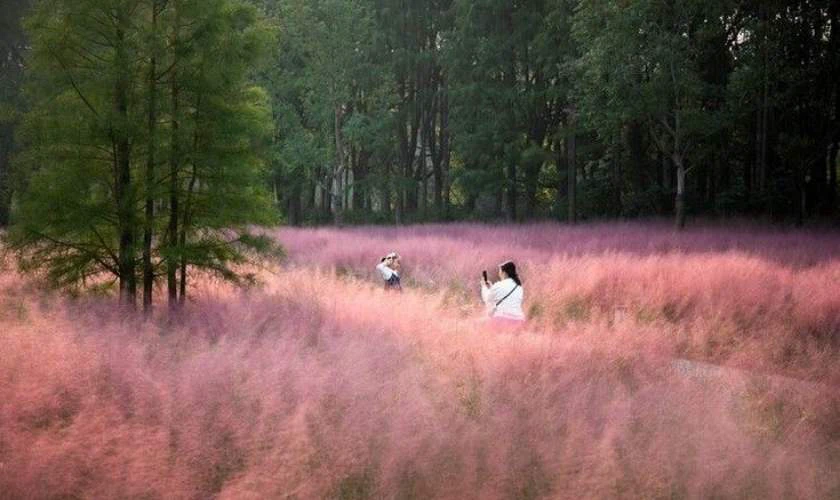 Chụp ảnh ở vườn hoa đẹp