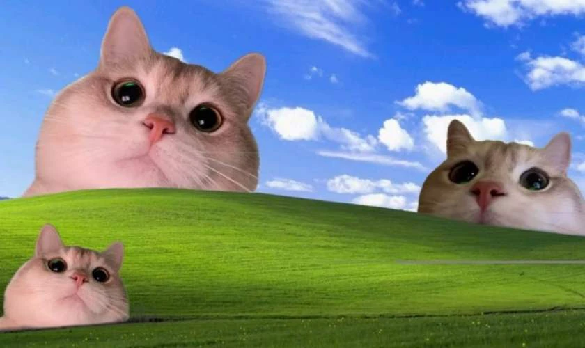 Ảnh bìa chú mèo đễ thương