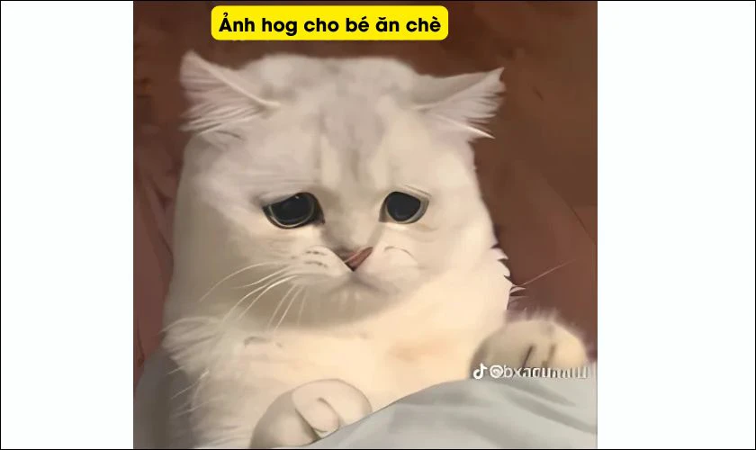Ảnh meme lễ Thất tịch vui nhộn