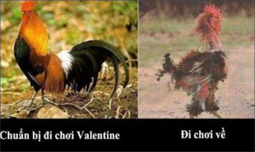 Tình hình chung của các cặp đôi ngày Valentine