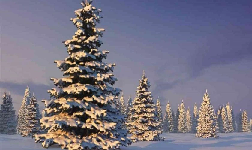 Ảnh cây thông Noel phủ tuyết trắng mùa Giáng sinh