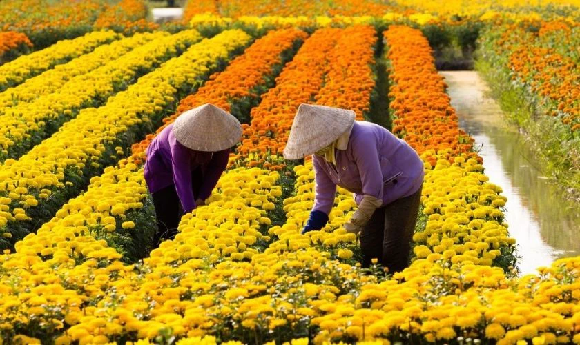 Hoa vạn thọ ngày Tết