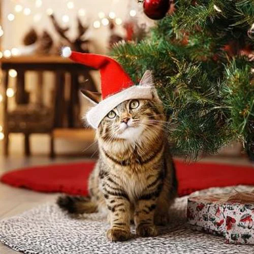 Avatar Noel hình chó, mèo dể thương