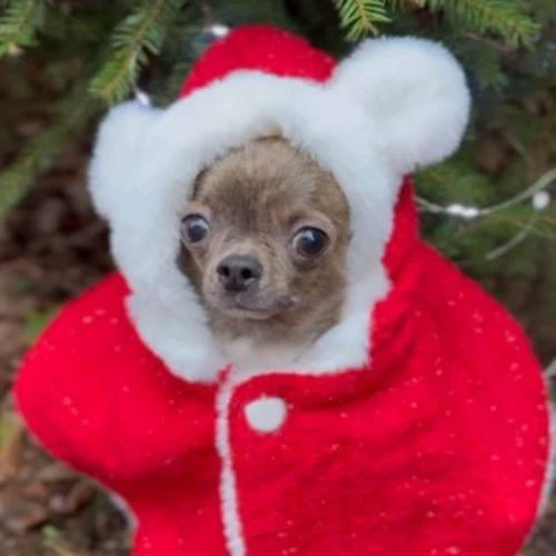 Avatar Noel hình chó, mèo cute