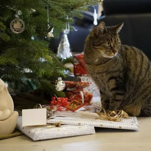 Avatar Noel hình chó, mèo hài hước