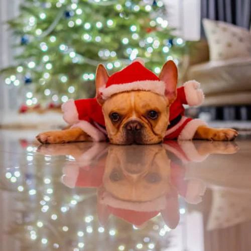 Avatar Noel hình chó, mèo ấn tượng