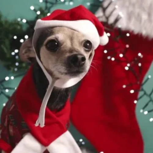 Avatar Giáng sinh hình chó, mèo phù hợp mọi lứa tuổi