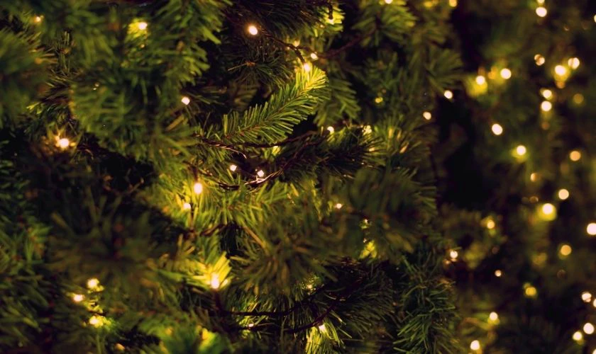 Nền Noel cây thông