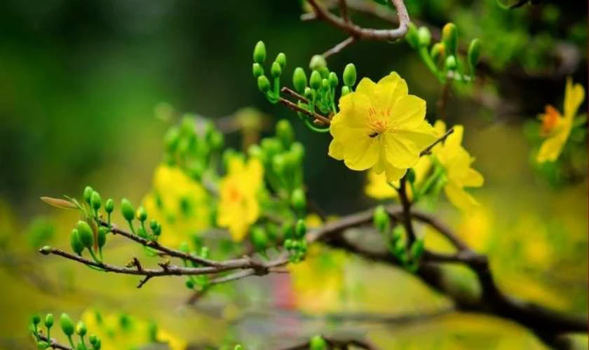 Hoa mai ngày Tết đẹp