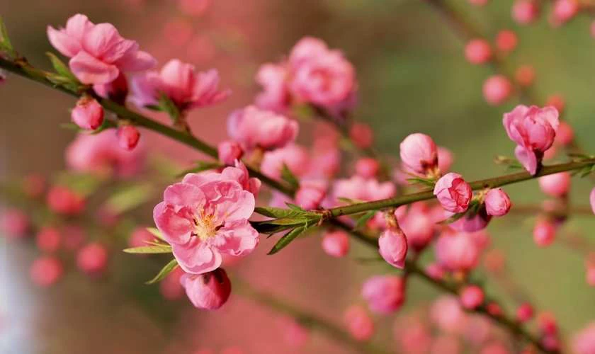 Hoa đào - Biểu tượng sum vầy và khởi đầu mới