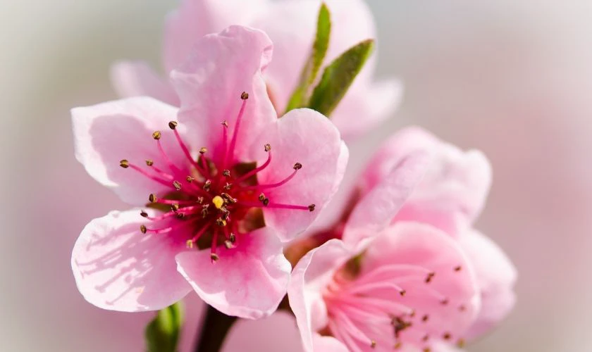 Biểu tượng hoa đào