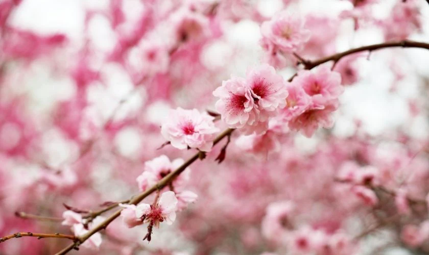 Hoa đào ngày Tết