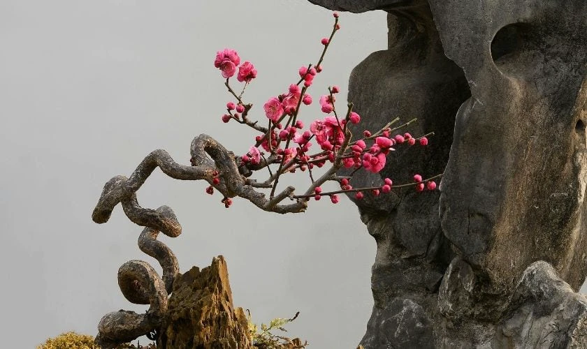 Chậu cây hoa đào