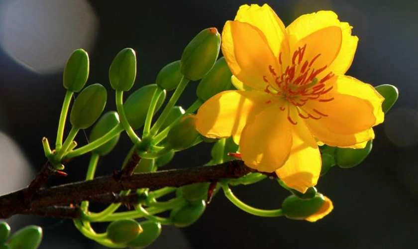 Hoa mai - Biểu tượng phú quý và tài lộc ngày Tết