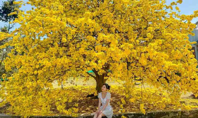 Cây mai ngày Tết