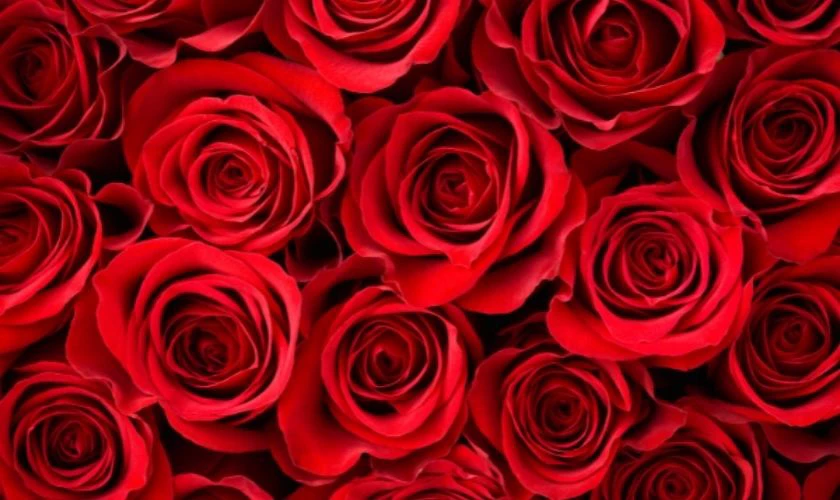 Hoa hồng - biểu tượng Valentine 2025 ý nghĩa, lãng mạn nhất