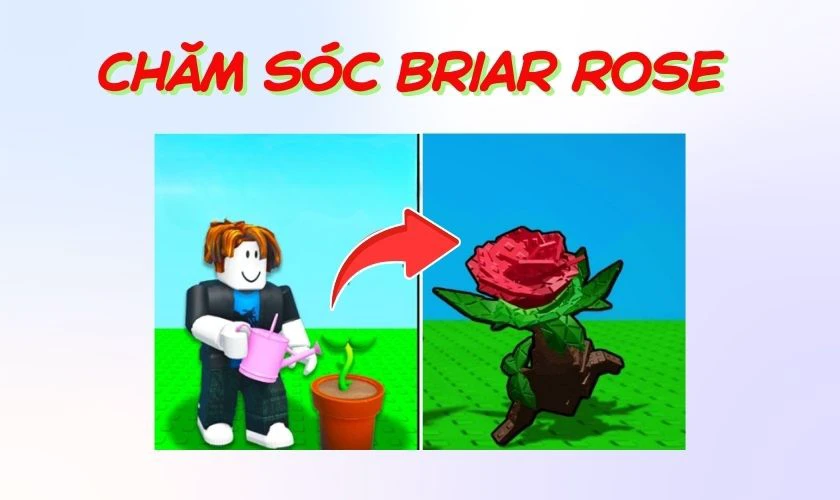 Cách gieo trồng Briar Rose