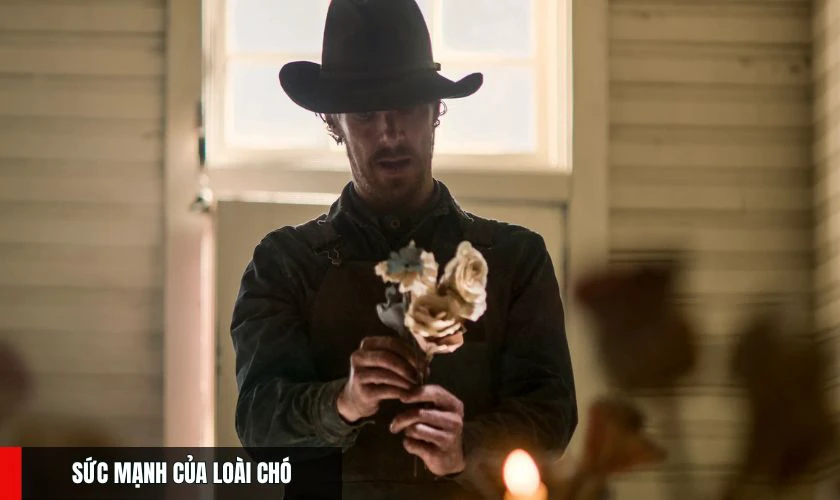 Sức Mạnh Của Loài Chó - Phim Benedict Cumberbatch đặc sắc nên xem