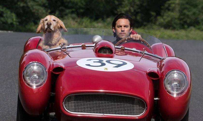 Cuộc Đời Phi Thường Của Chú Chó Enzo - The Art of Racing In The Rain (2019)