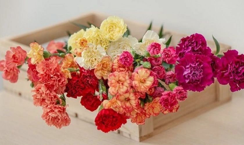 Ý nghĩa hoa cẩm chướng ngày Tết