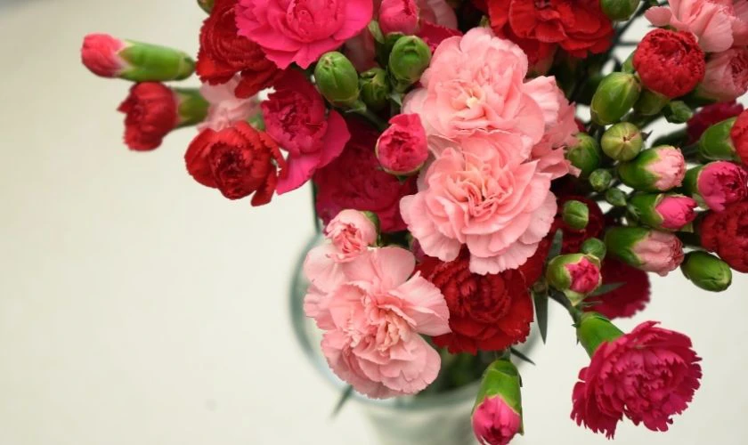 Mẹo giữ hoa cẩm chướng chưng tết lâu tàn