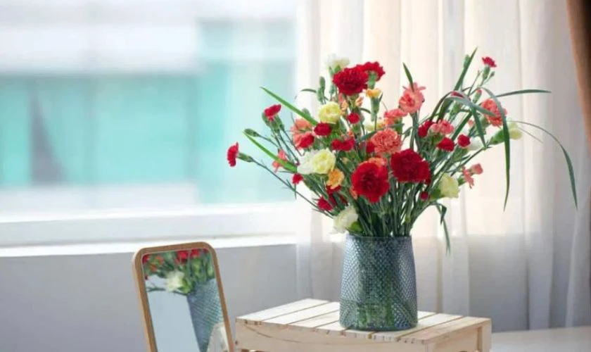 Hoa cẩm chướng nhiều màu