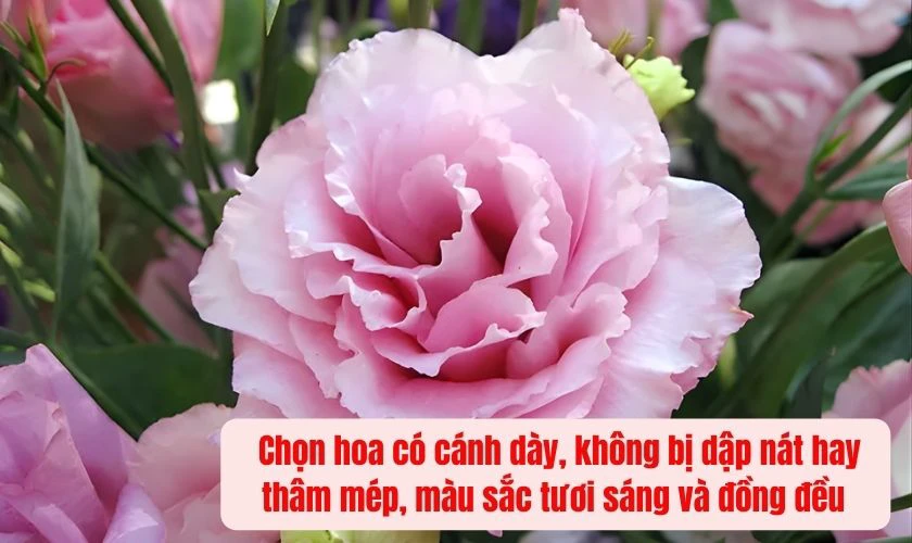 Cách Chọn Hoa Cát Tường Đúng