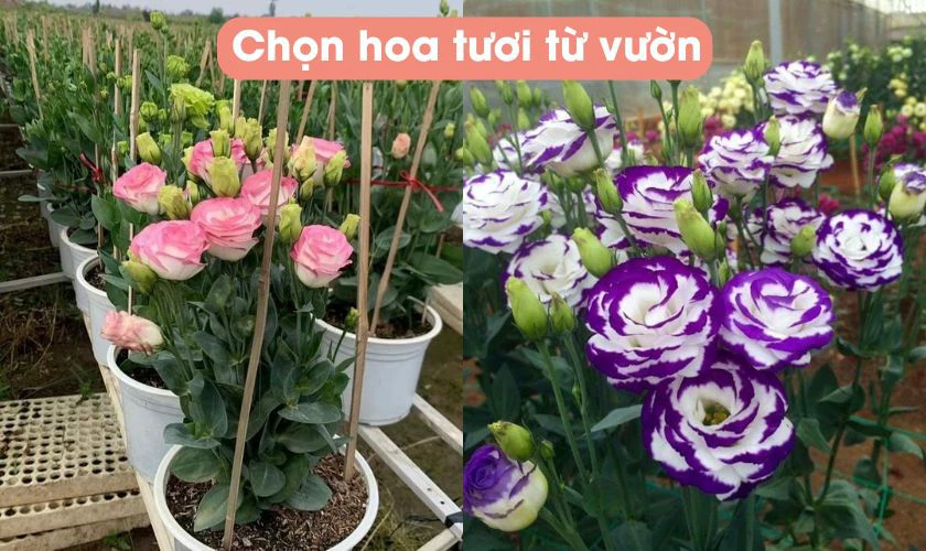 Cách chọn hoa cát tường đẹp trưng Tết lâu dài