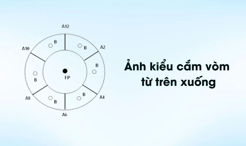 Cách cắm hoa cát tường ngày Tết theo hình vòm
