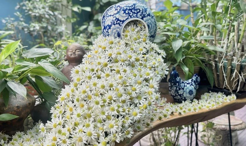 Cách cắm hoa cúc ngày Tết dáng thác đổ