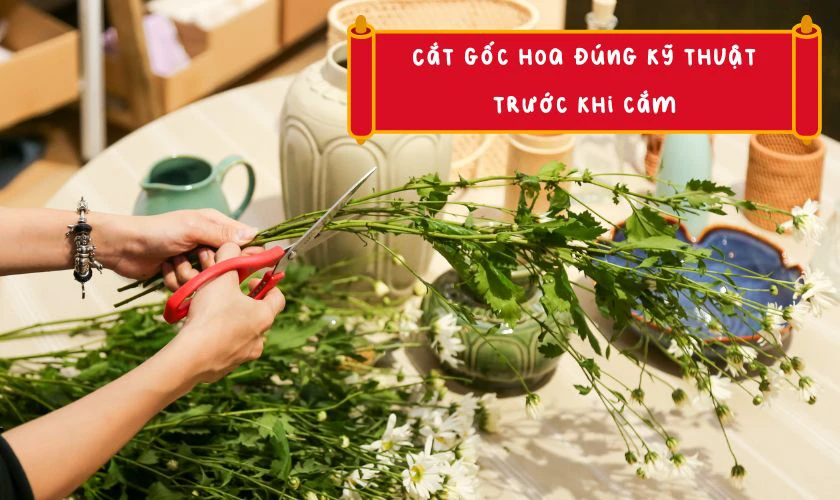 Mẹo giữ hoa cúc chưng Tết lâu tàn