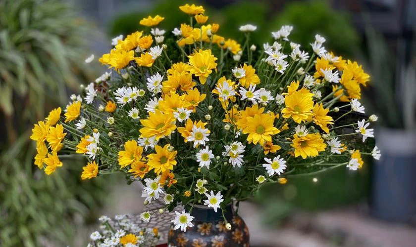 Mẫu cắm hoa cúc ấn tượng tại nhà 2026