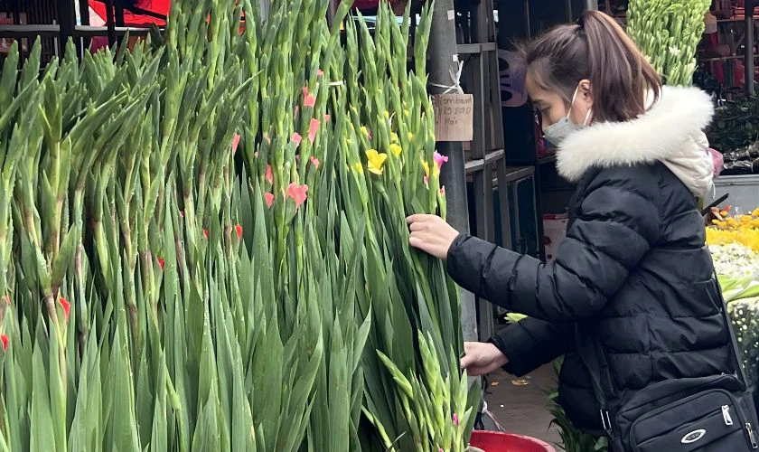 Cách chọn hoa dơn đẹp