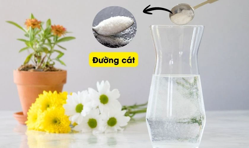 Mẹo giữ hoa dơn chưng Tết lâu tàn