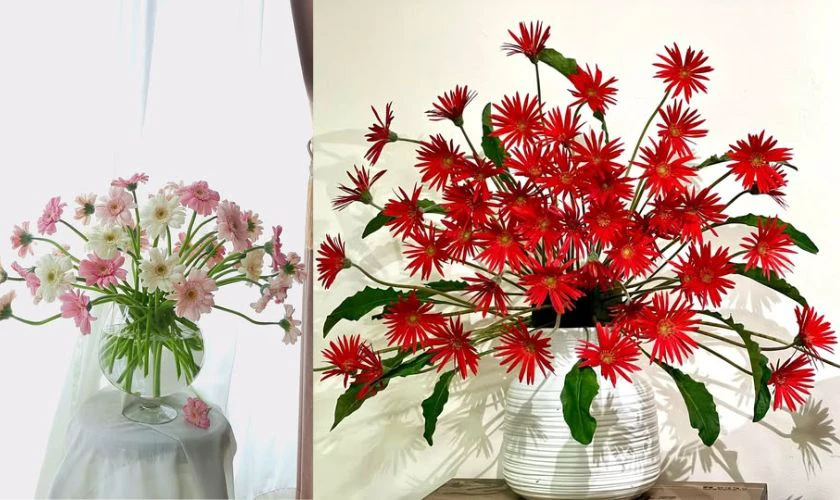 Cách cắm hoa đồng tiền ngày Tết hình dẻ quạt