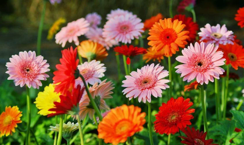 Ý nghĩa hoa đồng tiền ngày Tết