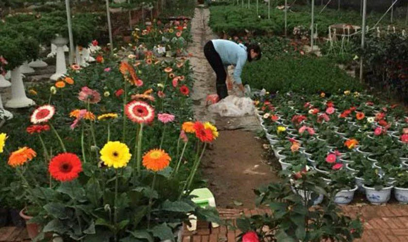 Cách chọn hoa tươi lâu để chưng