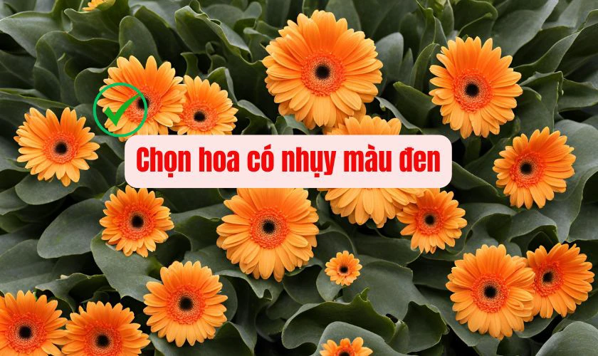 Bí quyết chọn hoa đồng tiền để cắm ngày Tết