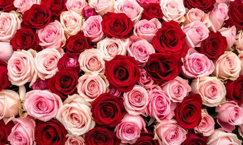 Ý nghĩa hoa hồng ngày Tết