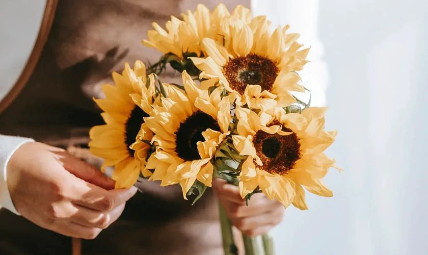 Cách chọn hoa hướng dương đẹp, tươi lâu