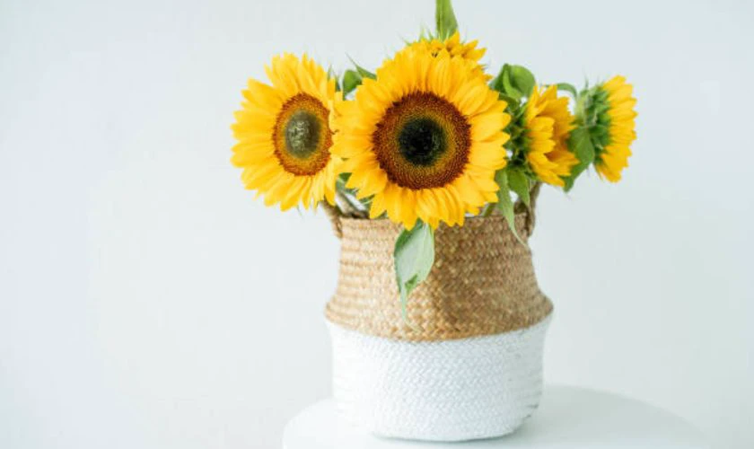 Ảnh giỏ hoa hướng dương nhỏ