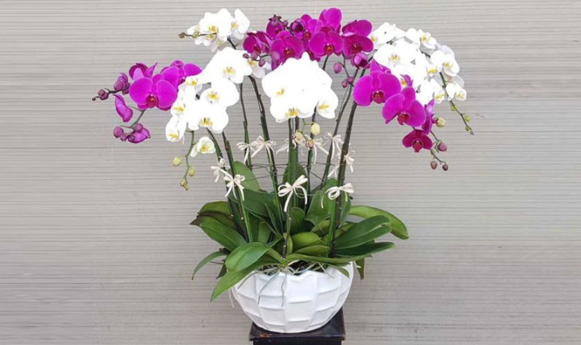 Mẫu cắm hoa lan