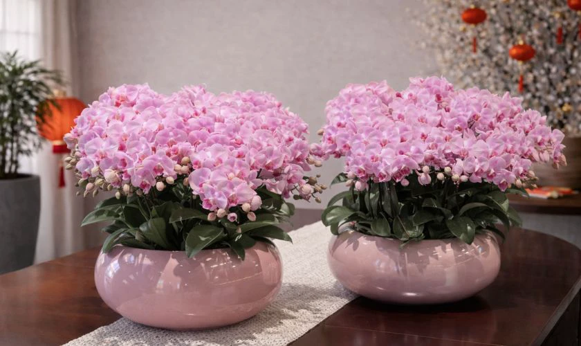 Ý nghĩa hoa lan ngày Tết