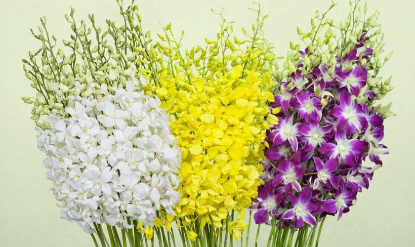 Cách chọn hoa lan đẹp