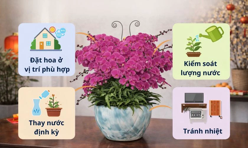 Mẹo giữ hoa lan chưng tết lâu tàn